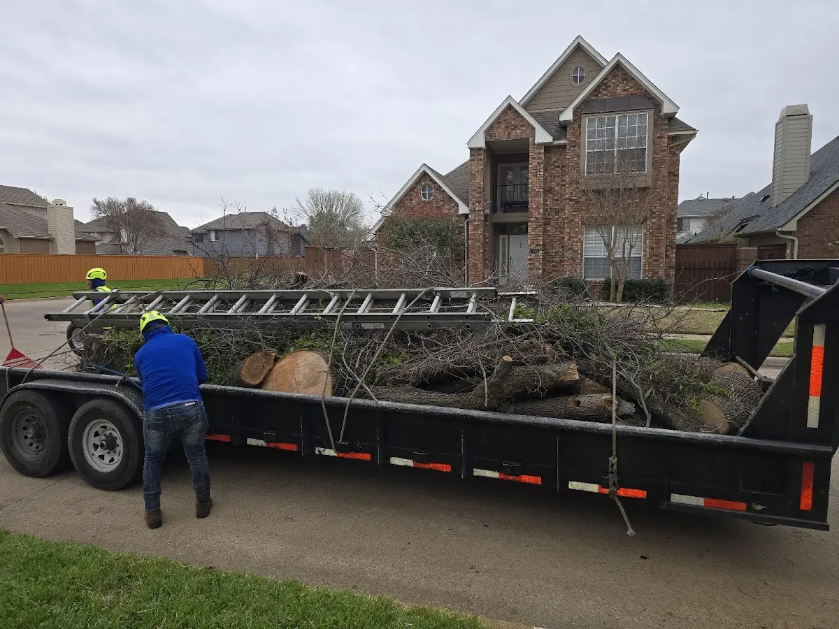 Expert Tree Pest Control with proper safety equipment in Ransom